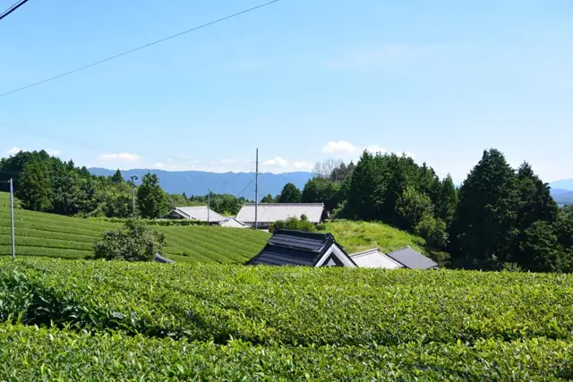 南山城村の茶畑