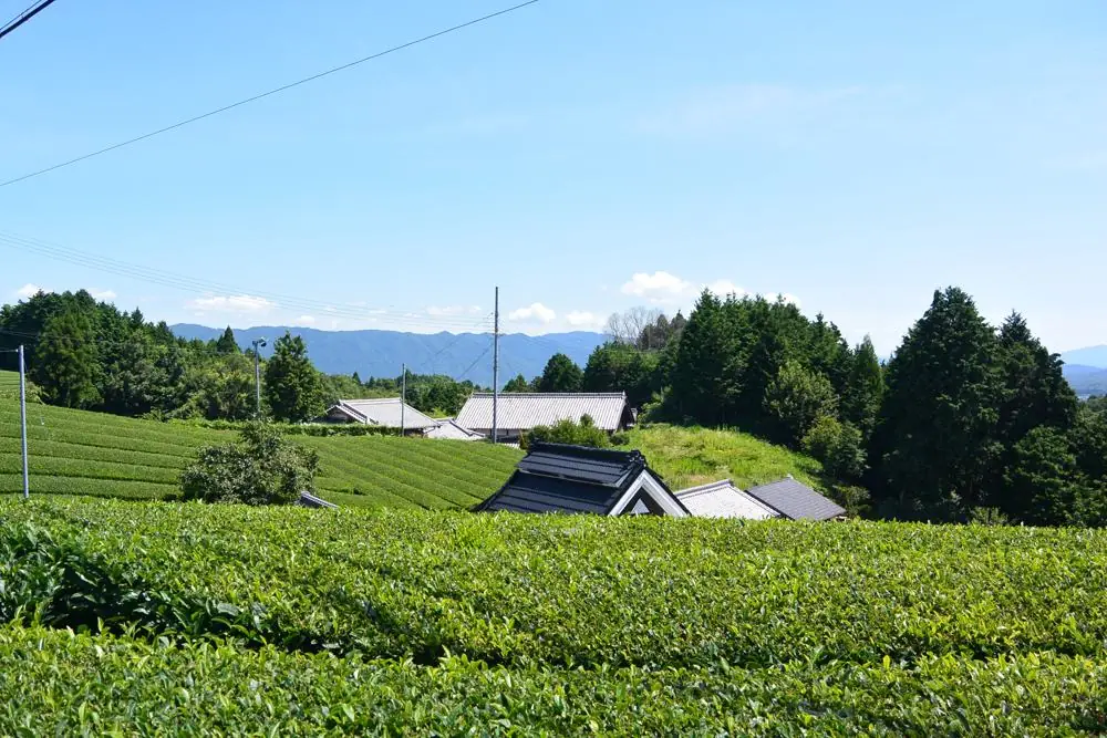 南山城村の茶畑
