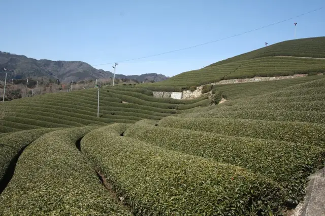 和束の茶畑